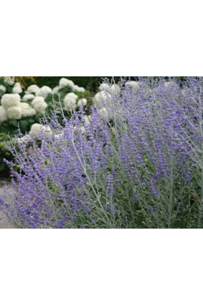 Perovskia atriplicifolia Blue Spire